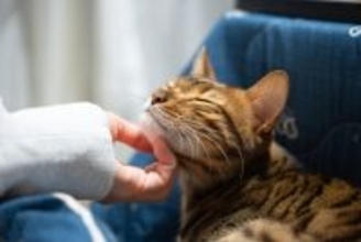 猫への理解が深まる『5つの基礎知識』　性格や習性など知っておきたいポイントとは