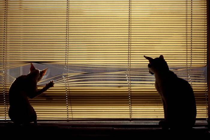 猫への理解が深まる『5つの基礎知識』　性格や習性など知っておきたいポイントとは