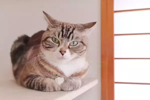 猫が『めんどくさい』と感じている時のサイン３つ　ウザがられてしまう行動や適切な接し方も解説