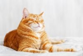 猫が『目を細める』ときの心理5選　どんな意味が込められているの？ケース別の応え方まで