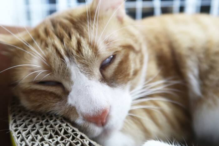 猫が『目を細める』ときの心理5選　どんな意味が込められているの？ケース別の応え方まで