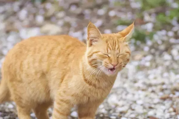 春に増加する『猫の健康トラブル』3選　主な原因から体調管理のコツまで