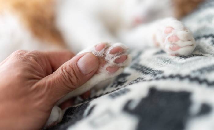 猫が通う『動物病院』を選ぶポイント3つ　チェックすべき条件や良い病院の見分け方