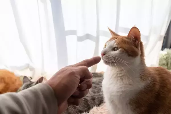 猫に『恨み』を抱かせてしまう飼い主のNG行為3選　嫌な気持ちになる理由や信頼を取り戻す方法まで