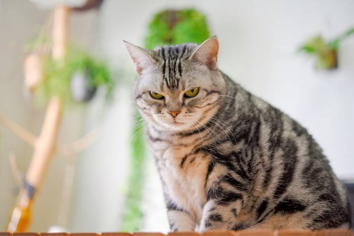 猫に『恨み』を抱かせてしまう飼い主のNG行為3選　嫌な気持ちになる理由や信頼を取り戻す方法まで