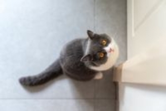 猫があなたの『後ろをついてくる』ときの理由4つ　注意すべきポイントや適切な接し方も解説