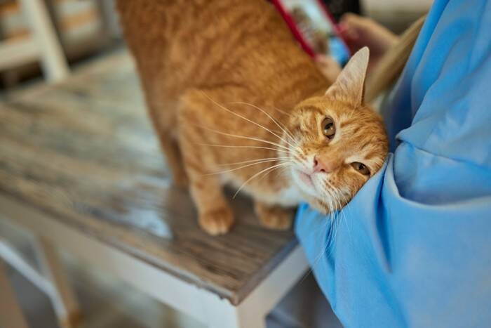 猫があなたの『後ろをついてくる』ときの理由4つ　注意すべきポイントや適切な接し方も解説
