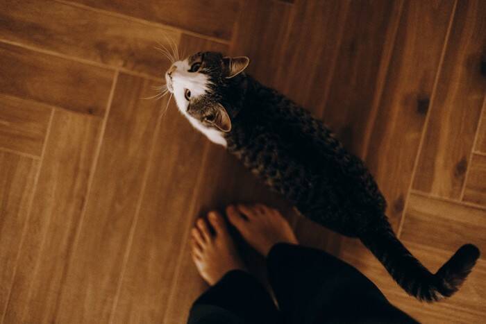 猫があなたの『後ろをついてくる』ときの理由4つ　注意すべきポイントや適切な接し方も解説
