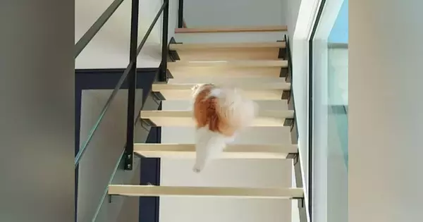 階段を上がって『パパを起こしに行く猫』→部屋の前に到着すると…尊すぎる光景が18万再生「一連の動きがかわいい」「もふもふがたまらない」
