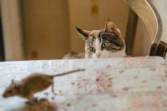 猫との暮らしで『思わず笑ってしまう』瞬間4選　あなたはいくつ共感できますか？