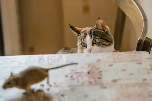 猫との暮らしで『思わず笑ってしまう』瞬間4選　あなたはいくつ共感できますか？