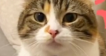 仕事に行こうとしたら、『ジーっと見つめてきた猫』→次の瞬間…思わず休みたくなる光景が70万再生「休むしかないｗ」「構ってほしいのかな」