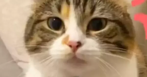 仕事に行こうとしたら、『ジーっと見つめてきた猫』→次の瞬間…思わず休みたくなる光景が70万再生「休むしかないｗ」「構ってほしいのかな」