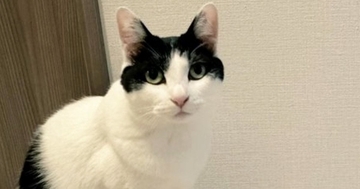 『私の作品です』自慢げにカメラを見つめる猫→『後ろの壁』を見ると……笑ってしまう光景に「ニャンクシー」「芸術家発見ｗ」と話題