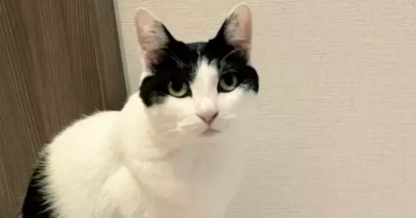 『私の作品です』自慢げにカメラを見つめる猫→『後ろの壁』を見ると……笑ってしまう光景に「ニャンクシー」「芸術家発見ｗ」と話題