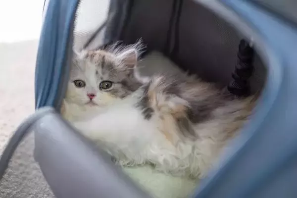 猫が『キャリーバッグ』へ入るのを嫌がるときの対処法6つ　入れるようになるメリットや慣らし方のコツも