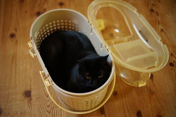 猫が『キャリーバッグ』へ入るのを嫌がるときの対処法6つ　入れるようになるメリットや慣らし方のコツも