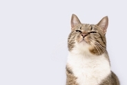 猫があなたの『ニオイを嗅ぎたがる』タイミング3選　何を確認しているの？読み取っている情報まで
