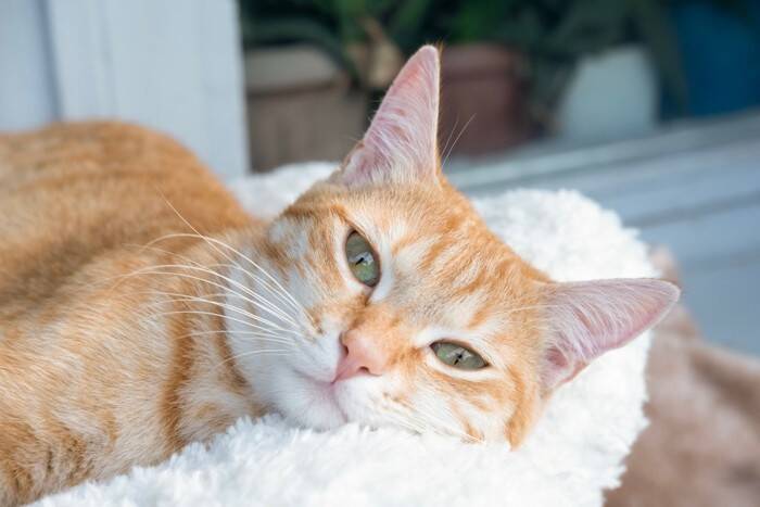 猫の心を掴む『話しかけ方』のコツ4つ　理想のトーンやタイミングから言葉の選び方まで