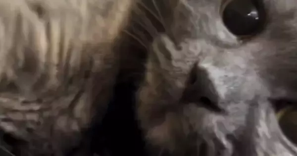 『冷蔵庫の上にいる猫』を撮ろうとカメラを向けたら…次の瞬間→予想外の『アイドルのような行動』に１万いいね「ファンサ頂いたｗ」「きゃあ」