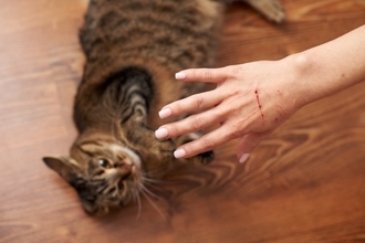 猫に『引っ掻かれがちな人』に当てはまる特徴5選　なぜあなただけ？見直したい接し方とは