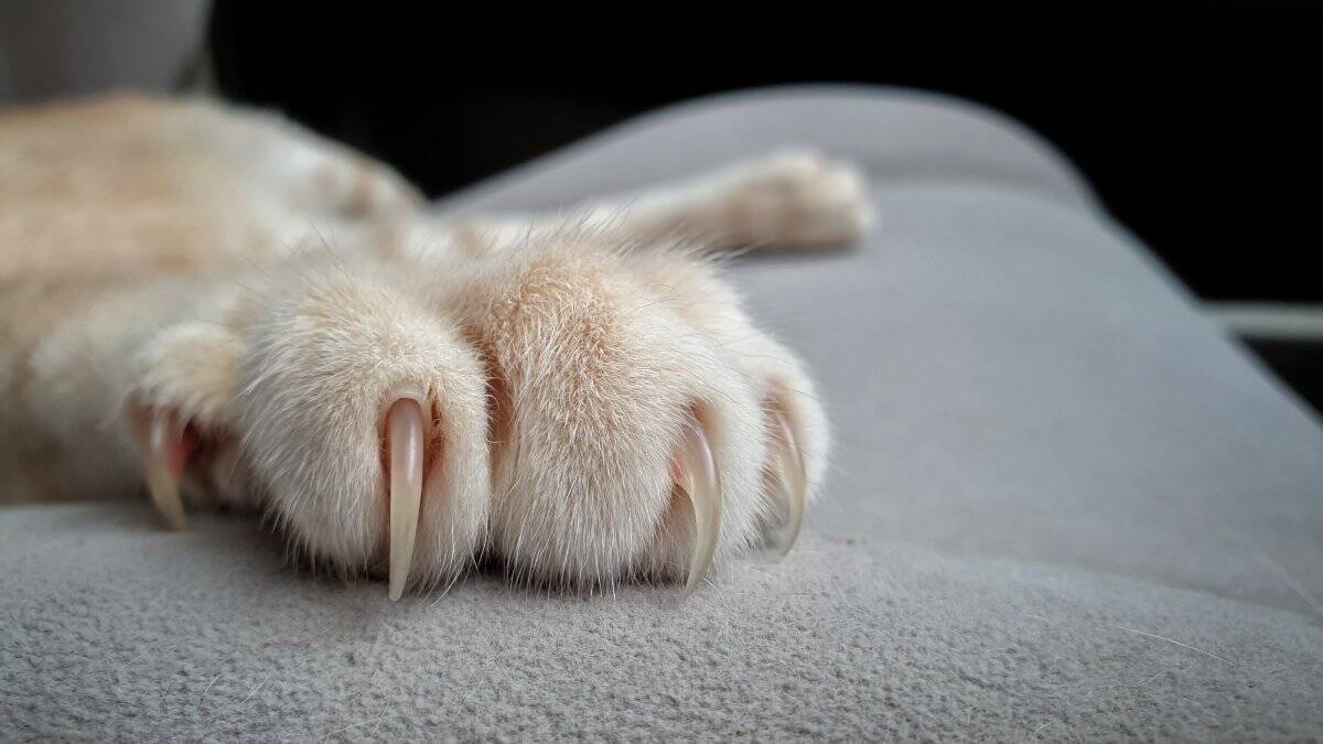猫に『引っ掻かれがちな人』に当てはまる特徴5選　なぜあなただけ？見直したい接し方とは