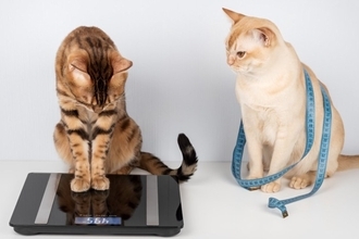 愛猫の緊急事態のために調べておきたい『健康データ』3選　異変があるときに表れるサインも解説