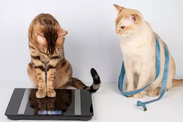 愛猫の緊急事態のために調べておきたい『健康データ』3選　異変があるときに表れるサインも解説