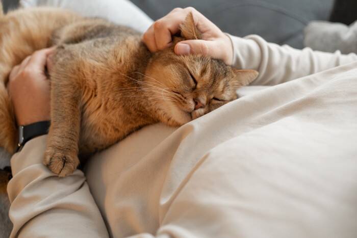 愛猫の緊急事態のために調べておきたい『健康データ』3選　異変があるときに表れるサインも解説