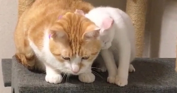 『先住猫のことが大好きすぎる子猫』→ずっと後をついていって…思わず笑顔になる光景が13万再生「スリスリの嵐ｗ」「愛が止まらないね」