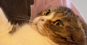 大好きなパパに抱っこされた猫…可愛すぎる反応と『笑ってしまう展開』が7万再生「おっさん同士気が合うんだにゃ」「愛情表現かなｗ」