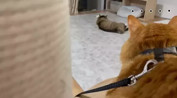 家に侵入して『全然帰ろうとしない野良猫』を見守った結果…予想外の姿が可愛すぎると97万再生「内見に来たのかな」「ほっこりした」の声