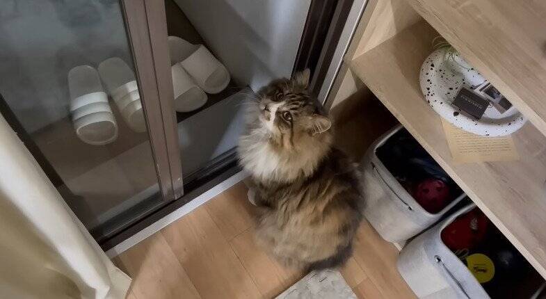 家に侵入して『全然帰ろうとしない野良猫』を見守った結果…予想外の姿が可愛すぎると97万再生「内見に来たのかな」「ほっこりした」の声