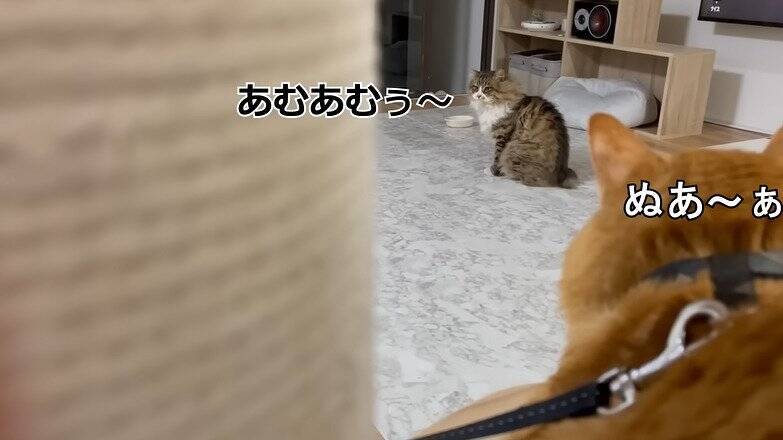 家に侵入して『全然帰ろうとしない野良猫』を見守った結果…予想外の姿が可愛すぎると97万再生「内見に来たのかな」「ほっこりした」の声