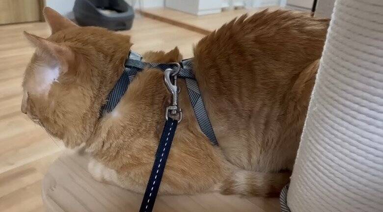 家に侵入して『全然帰ろうとしない野良猫』を見守った結果…予想外の姿が可愛すぎると97万再生「内見に来たのかな」「ほっこりした」の声