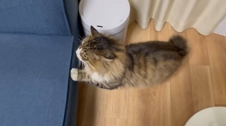 家に侵入して『全然帰ろうとしない野良猫』を見守った結果…予想外の姿が可愛すぎると97万再生「内見に来たのかな」「ほっこりした」の声