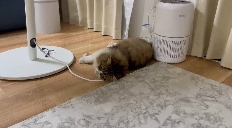 家に侵入して『全然帰ろうとしない野良猫』を見守った結果…予想外の姿が可愛すぎると97万再生「内見に来たのかな」「ほっこりした」の声