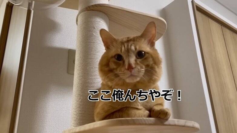 家に侵入して『全然帰ろうとしない野良猫』を見守った結果…予想外の姿が可愛すぎると97万再生「内見に来たのかな」「ほっこりした」の声