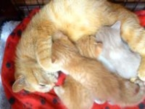 元野良猫が赤ちゃんを産んだ結果→いつでも子猫の元へ駆けつけて…『愛情いっぱいな子育ての様子』が153万再生「いいお母さん」「天使たち」