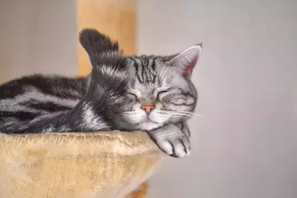 猫がみせる『面倒くさがり』な態度や仕草5選　まるで人間のようなぐうたら行動も？