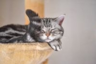 猫がみせる『面倒くさがり』な態度や仕草5選　まるで人間のようなぐうたら行動も？