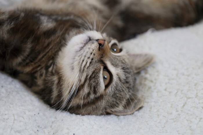 猫がみせる『面倒くさがり』な態度や仕草5選　まるで人間のようなぐうたら行動も？