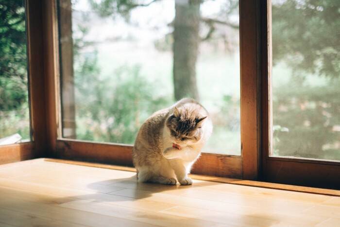 猫がみせる『面倒くさがり』な態度や仕草5選　まるで人間のようなぐうたら行動も？