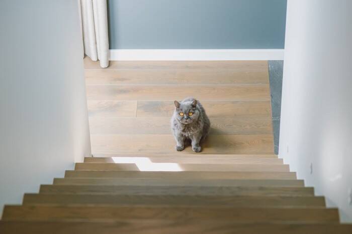 猫がみせる『面倒くさがり』な態度や仕草5選　まるで人間のようなぐうたら行動も？