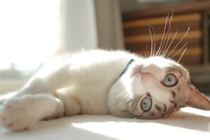 猫がみせる『面倒くさがり』な態度や仕草5選　まるで人間のようなぐうたら行動も？