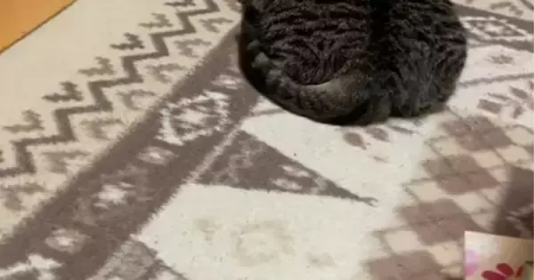 ホットカーペットの上でくつろぐ猫を見ると……猫とは思えない『衝撃のフォルム』が54万再生「もはや同化してて草」「溶けてるｗ」と爆笑の声