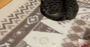 ホットカーペットの上でくつろぐ猫を見ると……猫とは思えない『衝撃のフォルム』が54万再生「もはや同化してて草」「溶けてるｗ」と爆笑の声