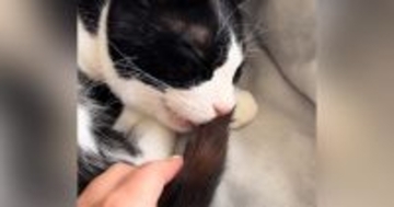 猫がチューチューと吸っていた『しっぽ』→引っ張り出してみると…想像を超える光景が110万再生「ビックリしたｗ」「可愛すぎるｗｗ」