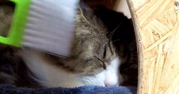 ミニほうきで撫でられるのが好きな猫→同居猫にも試してみた結果…想定外すぎる『リアクション』に爆笑「かわいいｗｗ」「凄いｗ」と23万再生