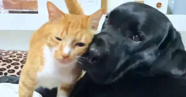 全力で愛情表現をしてくる『愛が重すぎる猫』に大型犬は…微笑ましい『攻防戦の様子』に「しつこさに笑ったｗ」「好きが止まらないｗ」と反響